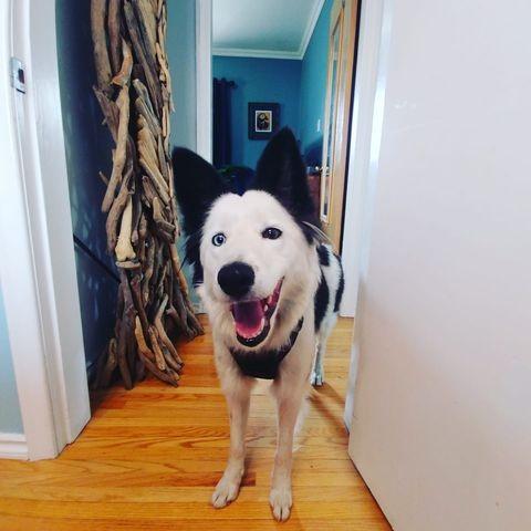 Enlarge Bowie, a Adoptable Border Collie in Didsbury, AB image 4/6