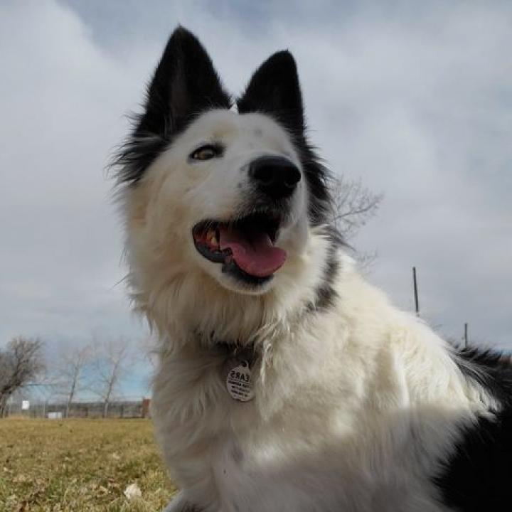 Enlarge Bowie, a Adoptable Border Collie in Didsbury, AB image 5/6