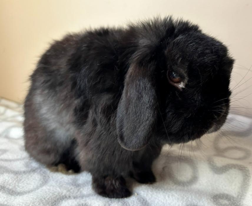 Abbott, Adoptable, Adult Male Holland Lop.