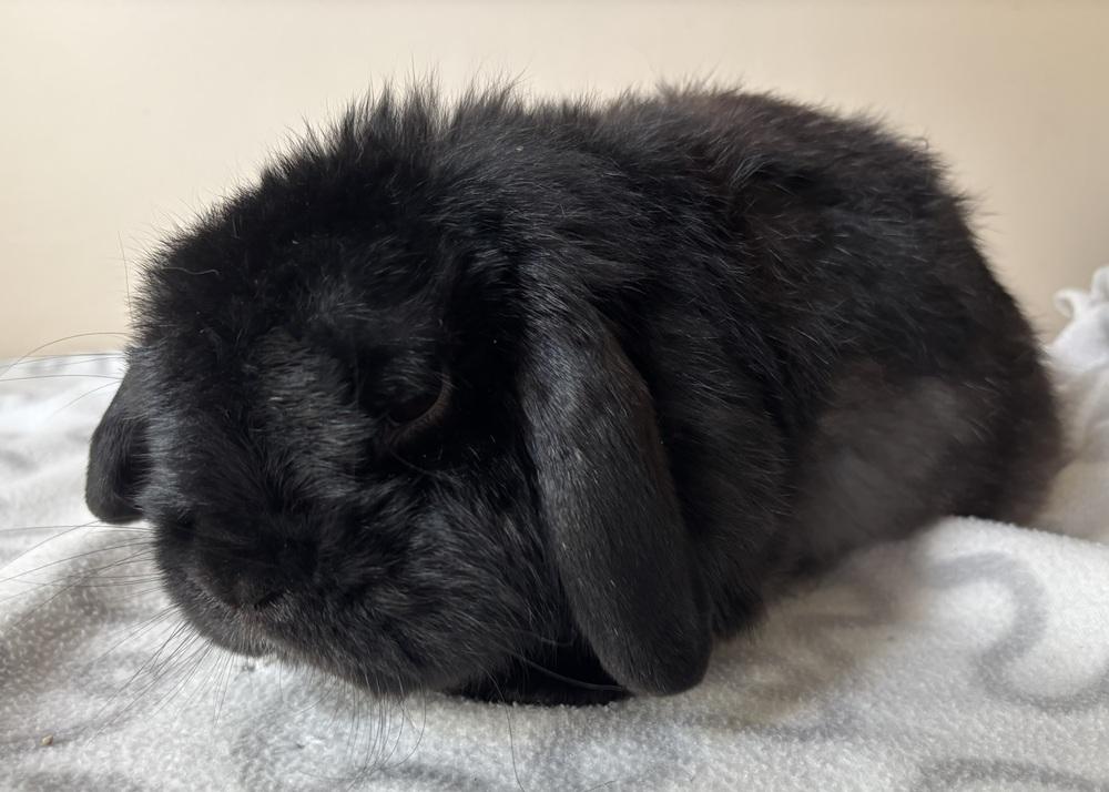 Enlarge Abbott, a Adoptable Holland Lop in Westford, MA image 2/4