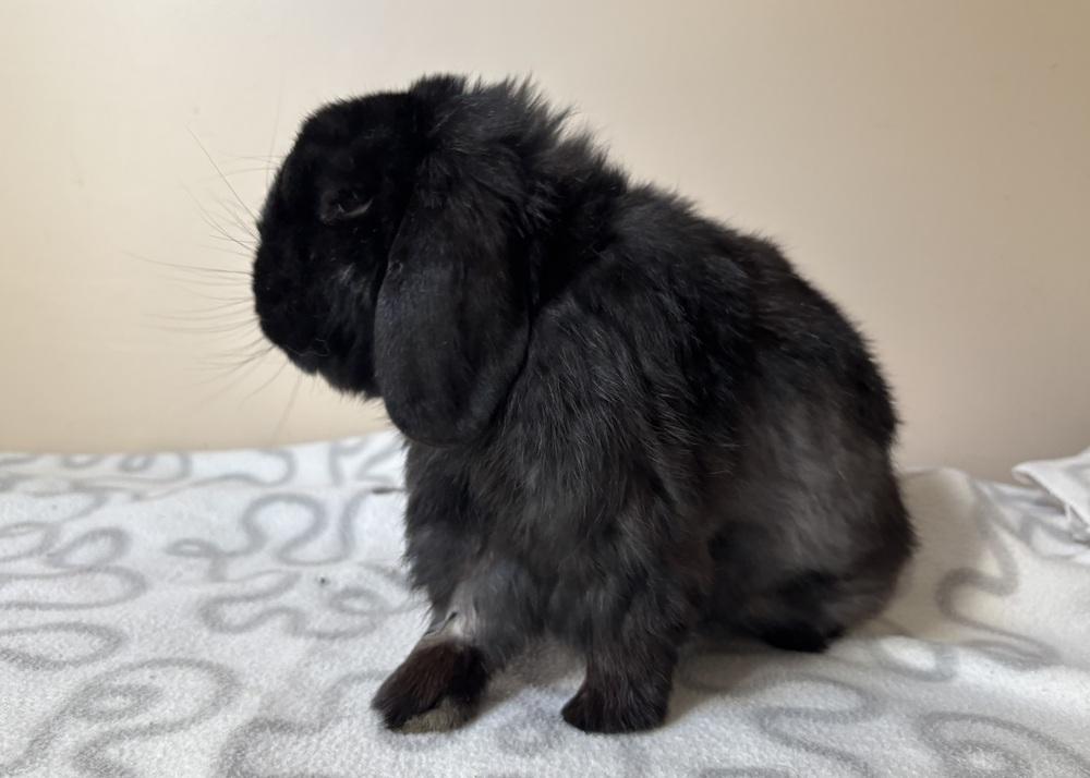 Enlarge Abbott, a Adoptable Holland Lop in Westford, MA image 3/4