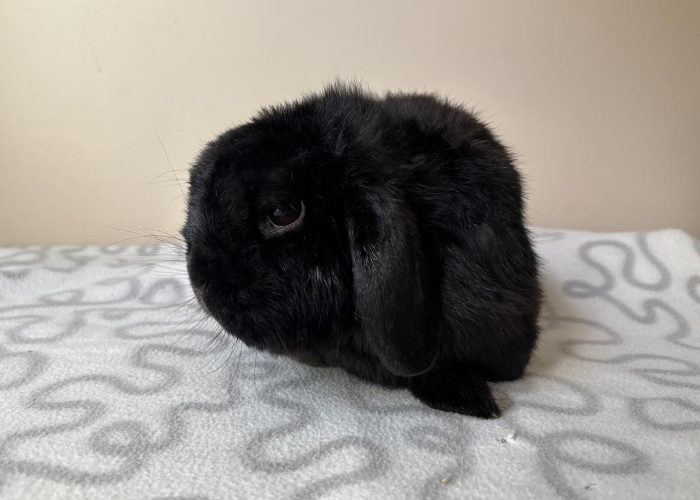 Enlarge Abbott, a Adoptable Holland Lop in Westford, MA image 4/4
