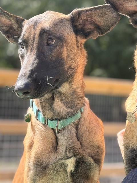 Enlarge Hades, a Adopted Belgian Shepherd / Malinois in Grafton, OH image 2/6