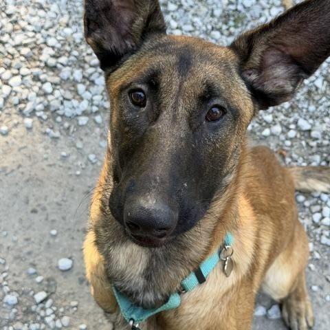 Enlarge Hades, a Adopted Belgian Shepherd / Malinois in Grafton, OH image 4/6