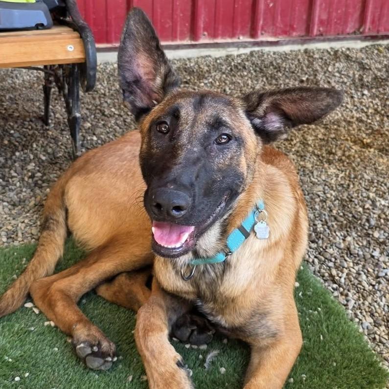 Hades, Adoptable, Young Male Belgian Shepherd / Malinois.