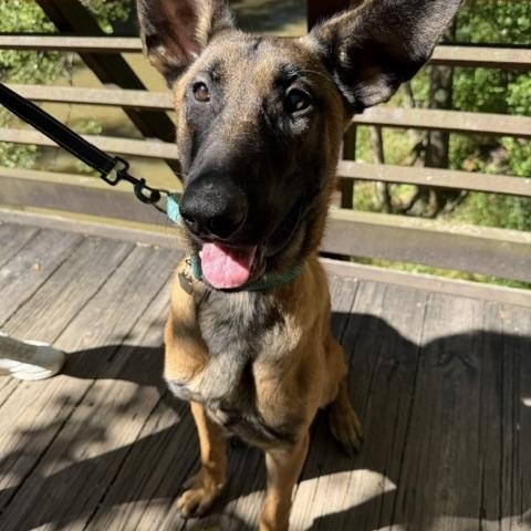 Enlarge Hades, a Adopted Belgian Shepherd / Malinois in Grafton, OH image 5/6