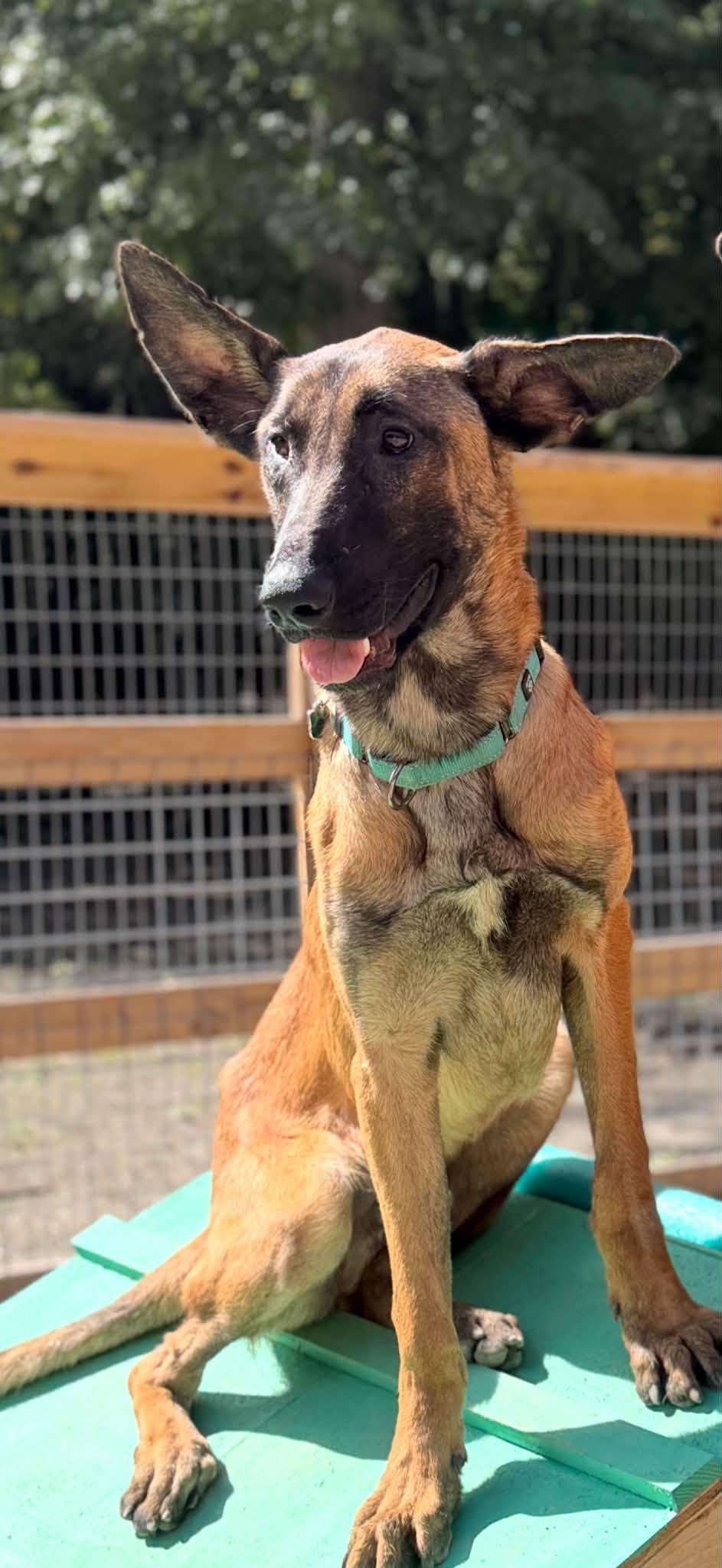 Enlarge Hades, a Adopted Belgian Shepherd / Malinois in Grafton, OH image 6/6