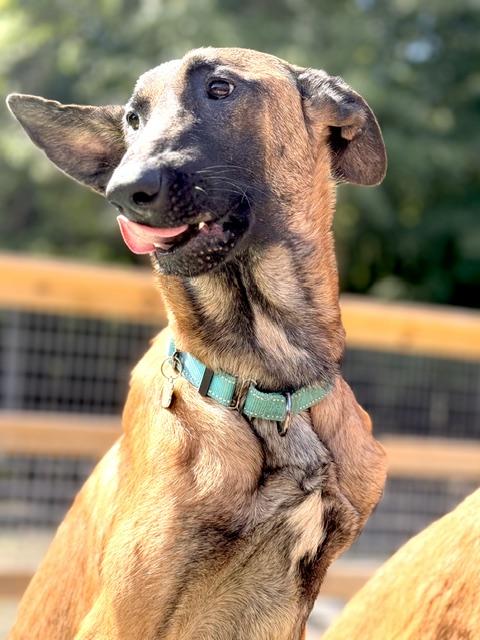 Enlarge Hades, a Adopted Belgian Shepherd / Malinois in Grafton, OH image 3/6