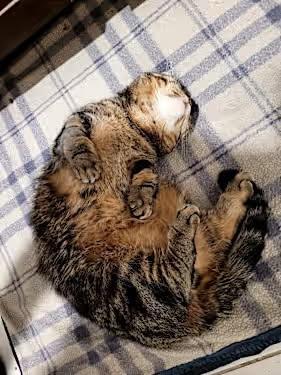 Tater Tot, Adoptable, Adult Male Munchkin.