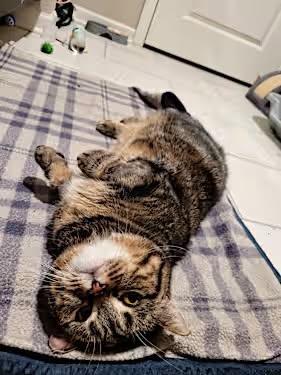 Enlarge Tater Tot, a Adoptable Munchkin in Clarksville, IN image 2/3