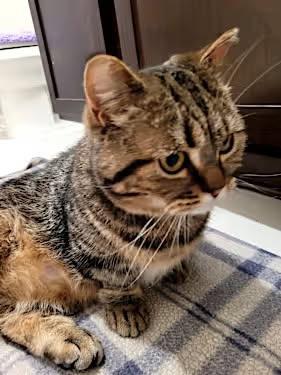 Enlarge Tater Tot, a Adoptable Munchkin in Clarksville, IN image 3/3