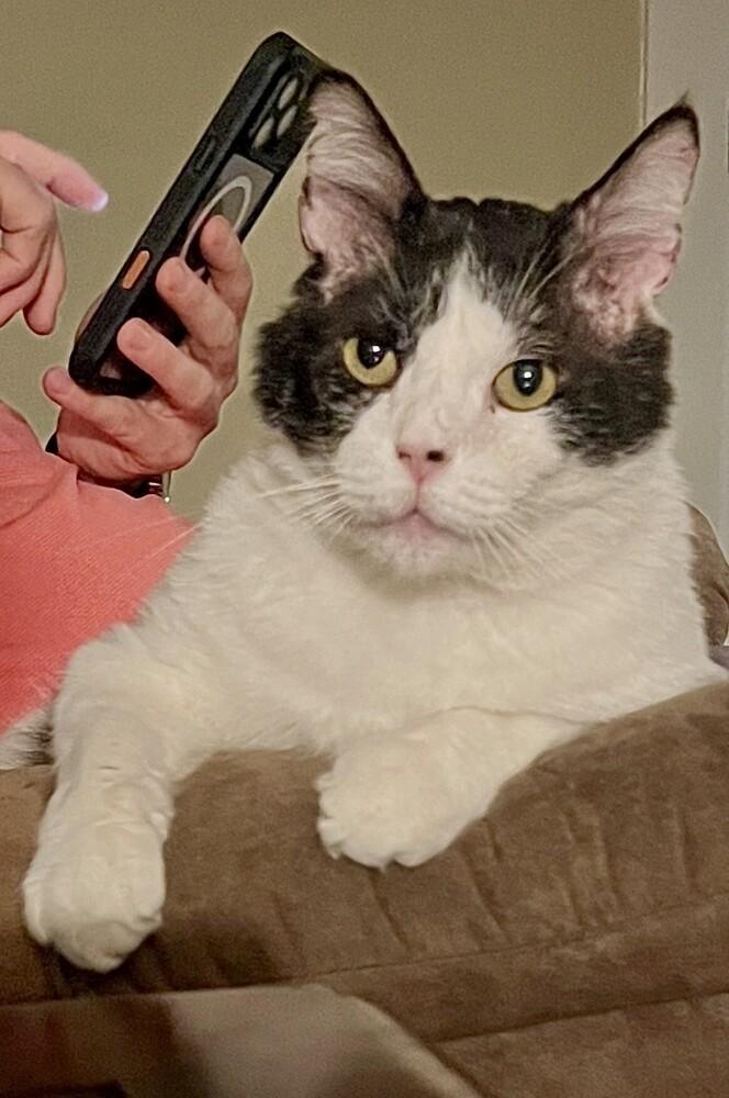 Oreo, Adoptable, Adult Male Domestic Short Hair.
