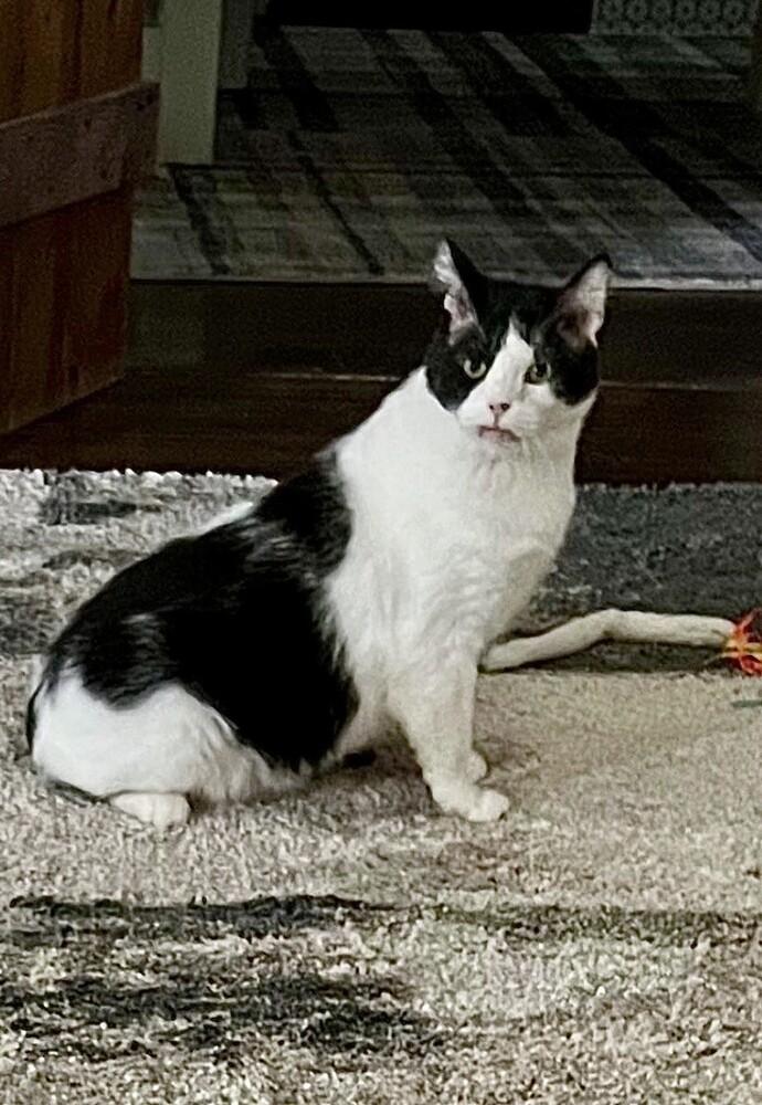 Enlarge Oreo, a Adoptable mixed breed in Little Rock, AR image 2/4