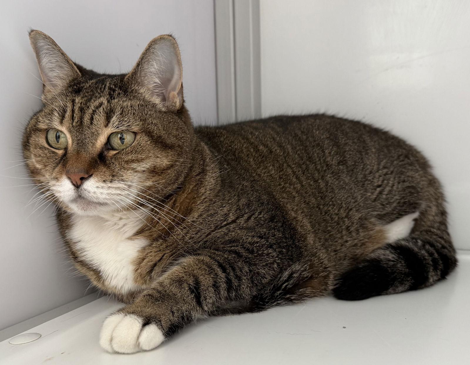 Sadie (Senior), Adoptable, Young Female Tabby.