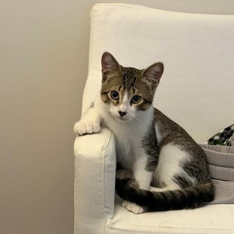 Enlarge Peppermint, a Adoptable Domestic Short Hair in Wakefield, QC image 2/5