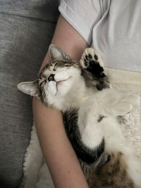 Enlarge Peppermint, a Adoptable Domestic Short Hair in Wakefield, QC image 3/5