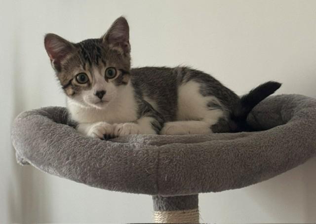 Peppermint, Adoptable, Kitten Male Domestic Short Hair.