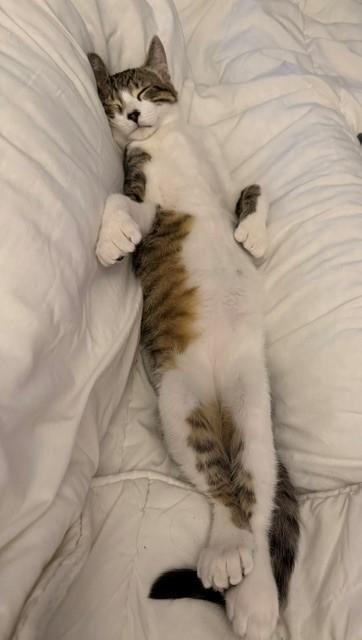 Enlarge Peppermint, a Adoptable Domestic Short Hair in Wakefield, QC image 4/5