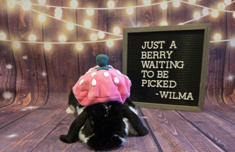 Wilma, Adoptable, Senior Female Lop Eared.