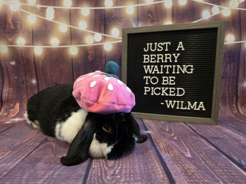 Enlarge Wilma, a Adoptable Lop Eared in Columbus, OH image 2/2