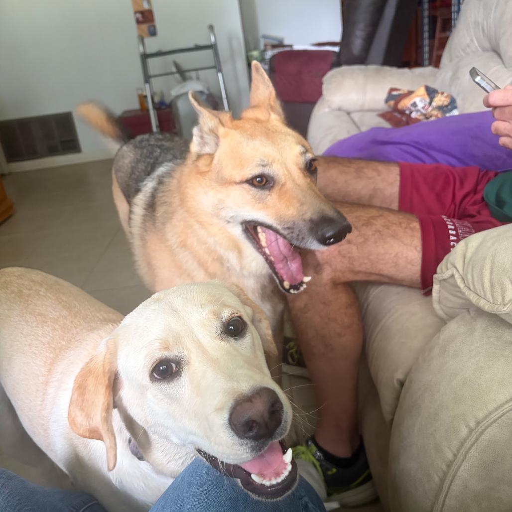 Luna, Adoptable, Adult Female German Shepherd Dog.