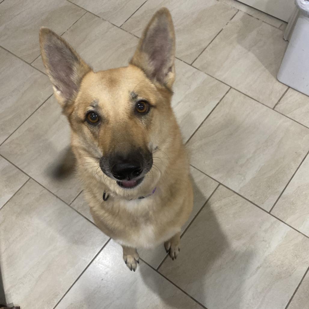 Luna, a Adoptable German Shepherd Dog in Fayetteville, AR image 2/6