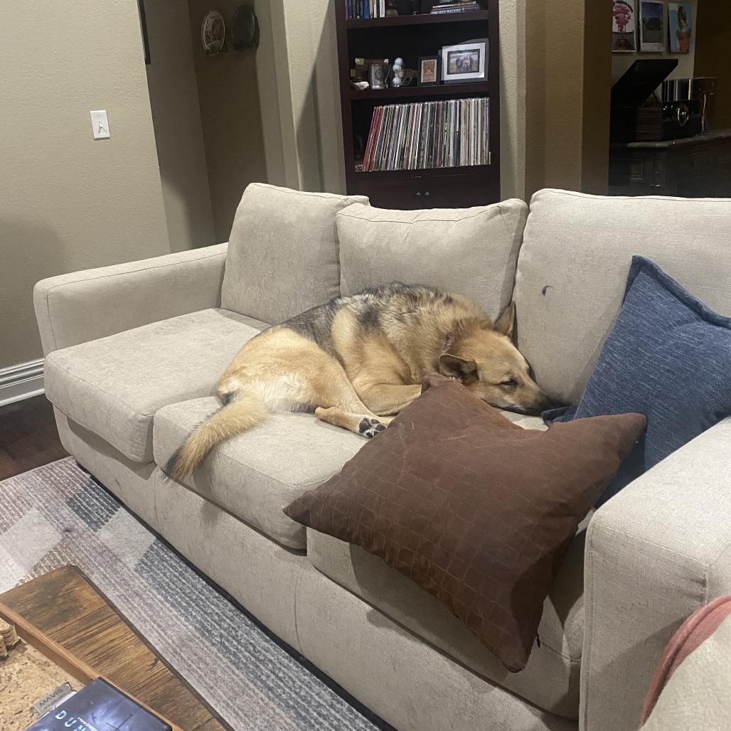 Luna, a Adoptable German Shepherd Dog in Fayetteville, AR image 3/6
