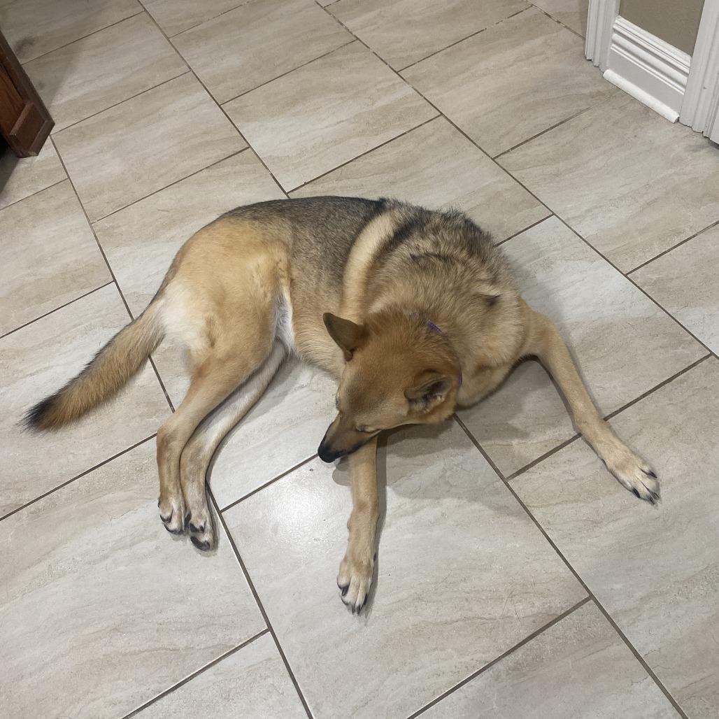 Luna, a Adoptable German Shepherd Dog in Fayetteville, AR image 4/6