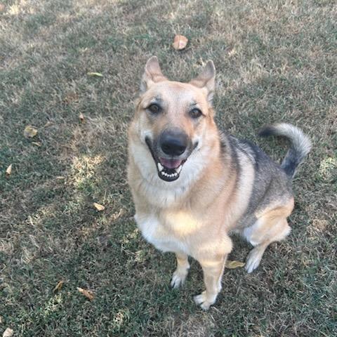 Luna, a Adoptable German Shepherd Dog in Fayetteville, AR image 5/6