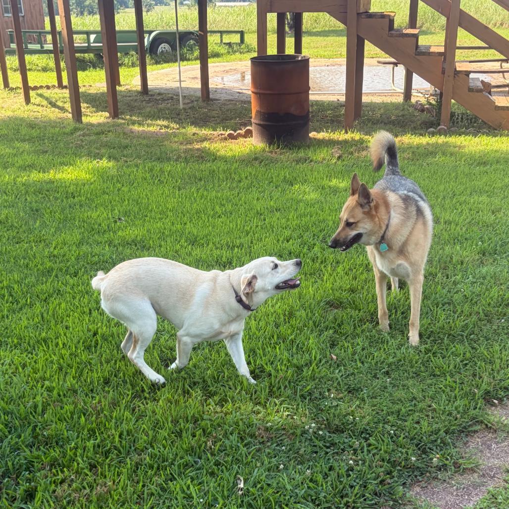 Luna, a Adoptable German Shepherd Dog in Fayetteville, AR image 6/6