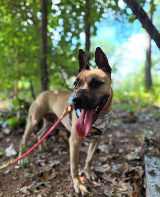 PARKER, Adoptable, Adult Male Pit Bull Terrier.