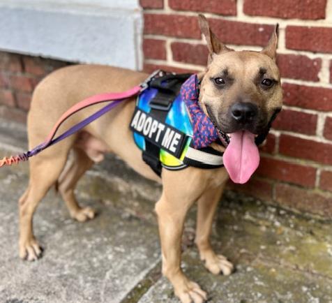 Enlarge PARKER, a Adoptable Pit Bull Terrier in Charlotte, NC image 1/1