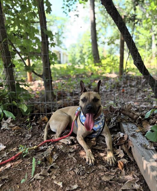 PARKER, Adoptable, Adult Male Pit Bull Terrier.