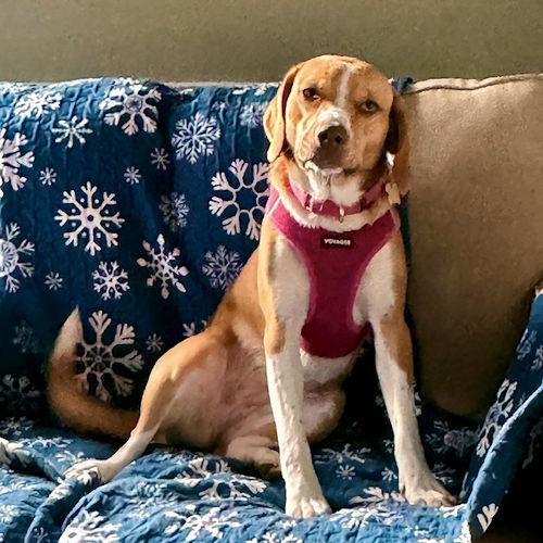 Goldie, a ADOPTABLE Beagle in Wadsworth, IL image 4/6