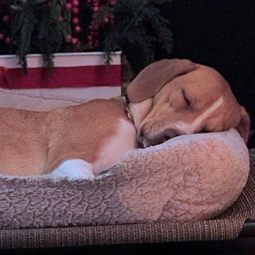 Enlarge Goldie, a ADOPTABLE Beagle in Wadsworth, IL image 4/6