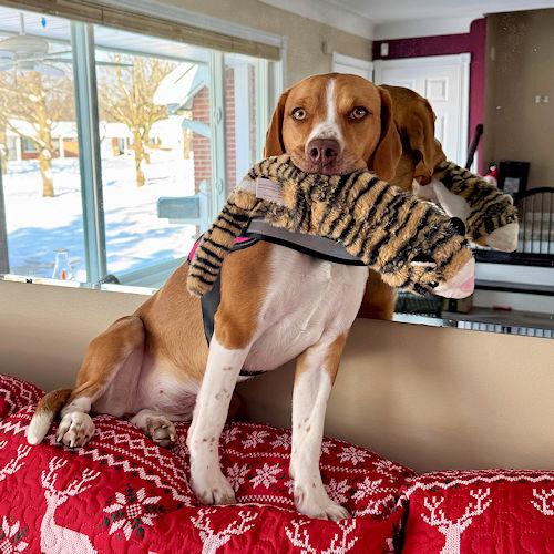 Enlarge Goldie, a ADOPTABLE Beagle in Wadsworth, IL image 2/6