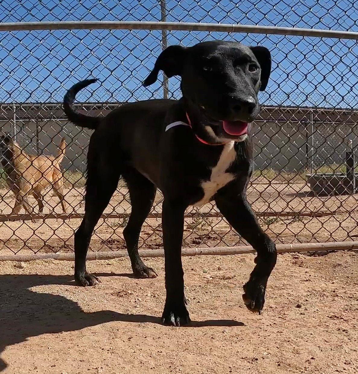 Feather, a Adoptable Black Labrador Retriever in Queen Creek, AZ image 1/3