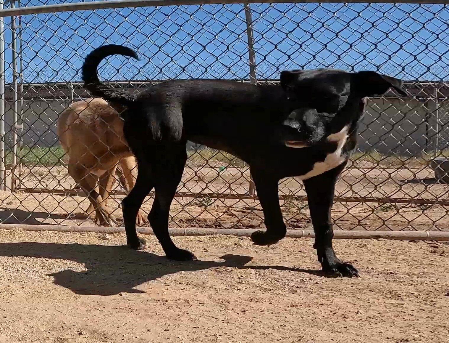Feather, Adoptable, Adult Female Black Labrador Retriever.