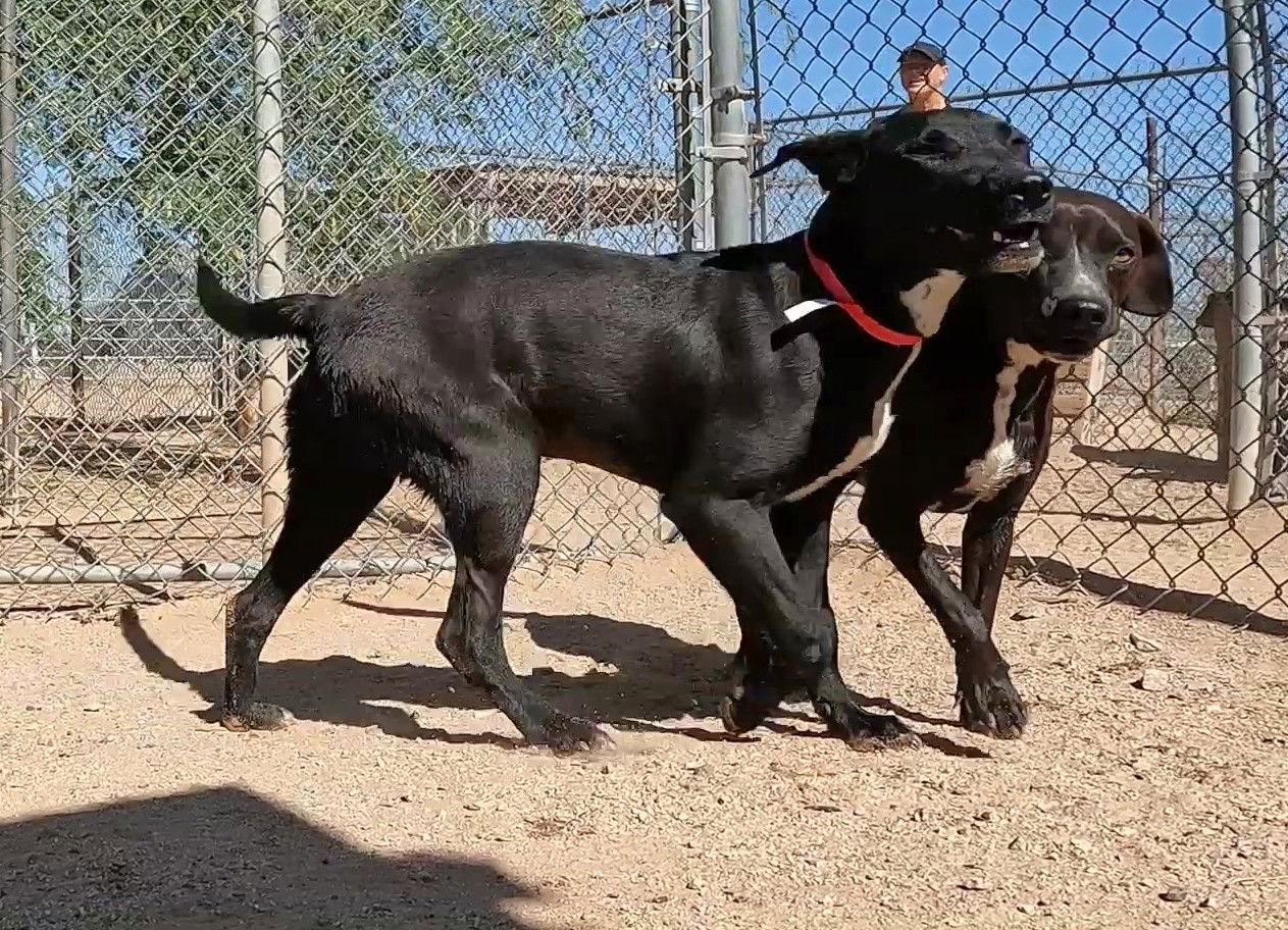 Feather, a Adoptable Black Labrador Retriever in Queen Creek, AZ image 3/3