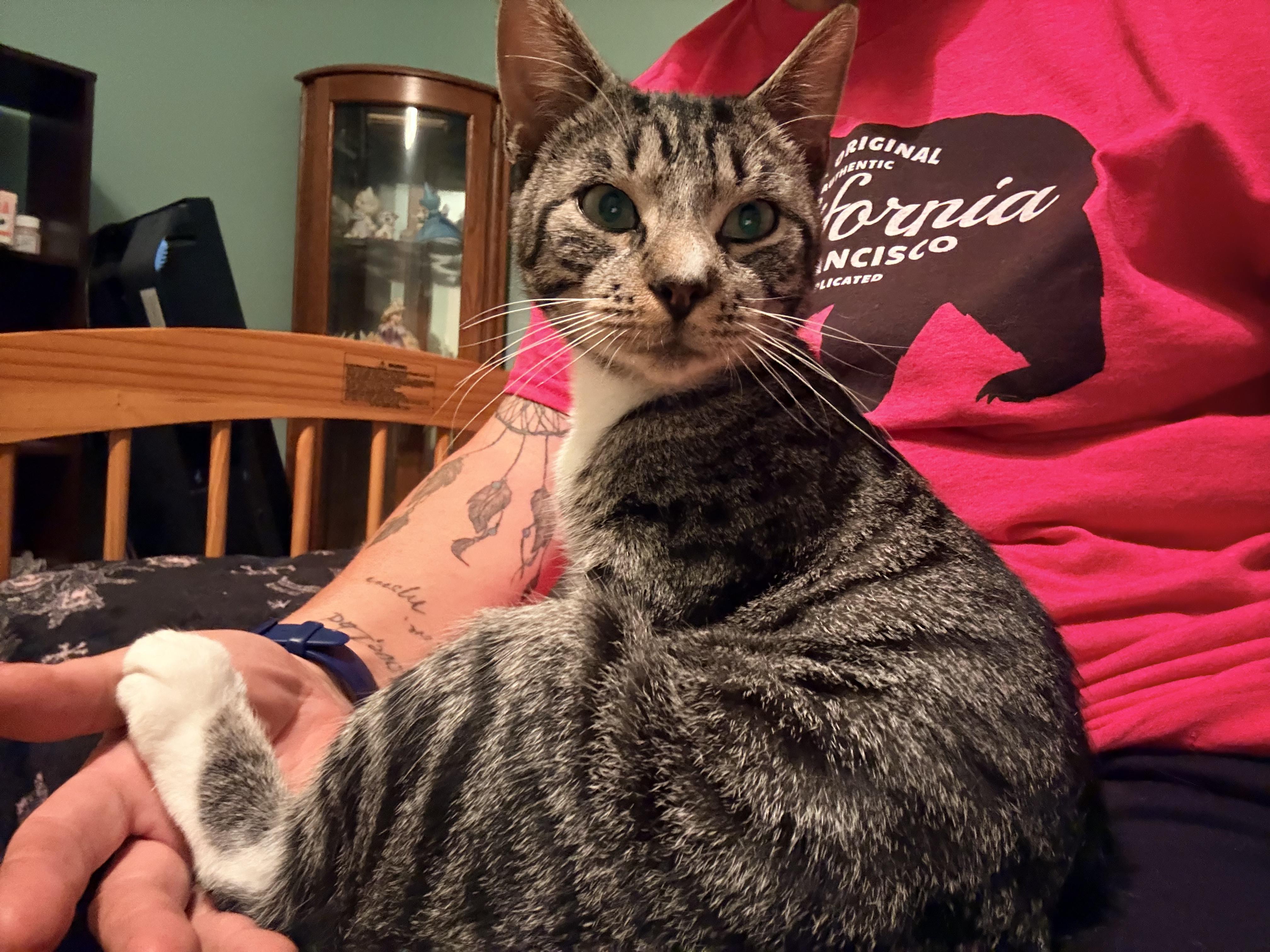 Frankie, Adoptable, Young Male Domestic Short Hair.