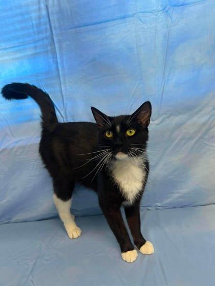 Enlarge Gold-Whisker, a Adoptable mixed breed in McCook, NE image 1/3