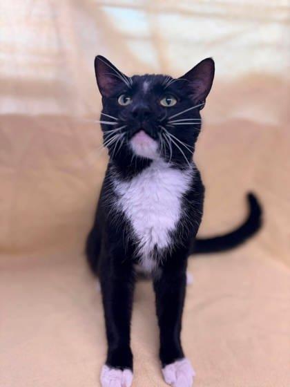 Gold-Whisker, Adoptable, Adult Male Domestic Short Hair & Domestic Short Hair.