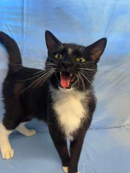 Enlarge Gold-Whisker, a Adoptable mixed breed in McCook, NE image 2/3