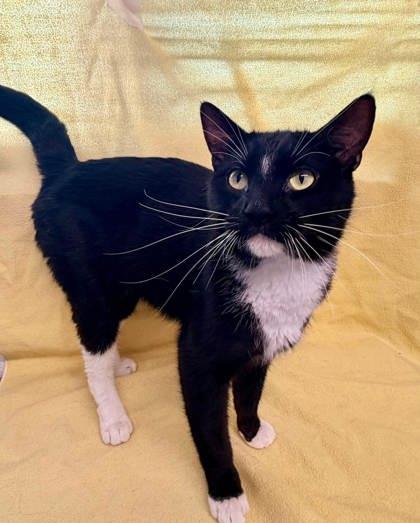 Gold-Whisker, a Adoptable mixed breed in McCook, NE image 2/3