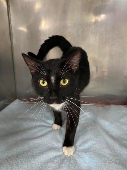 Gold-Whisker, a Adoptable mixed breed in McCook, NE image 3/3