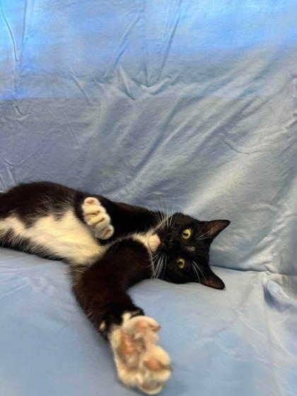 Enlarge Gold-Whisker, a Adoptable mixed breed in McCook, NE image 3/3