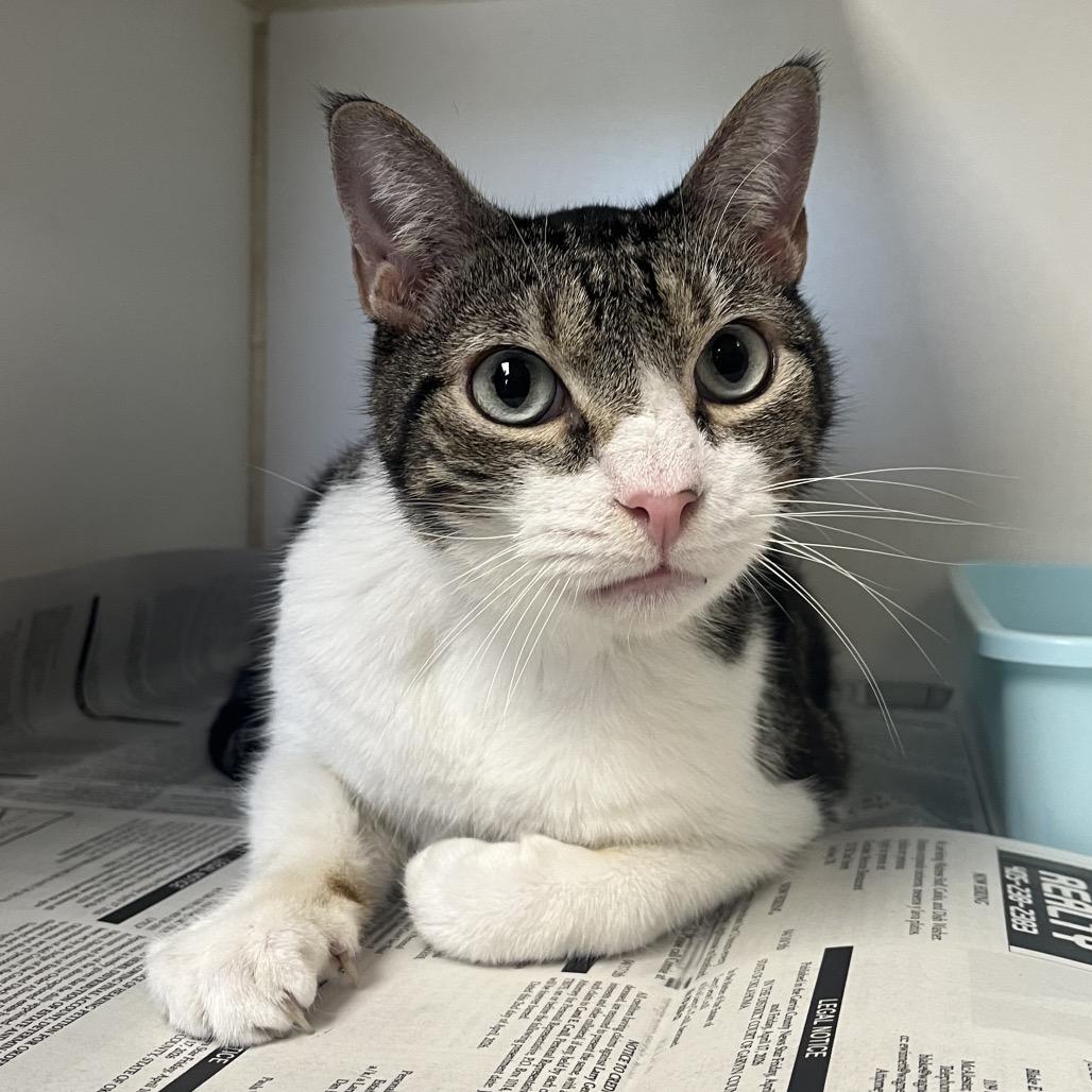 Enlarge Cooper, a Adoptable Domestic Short Hair in Pauls Valley, OK image 1/2