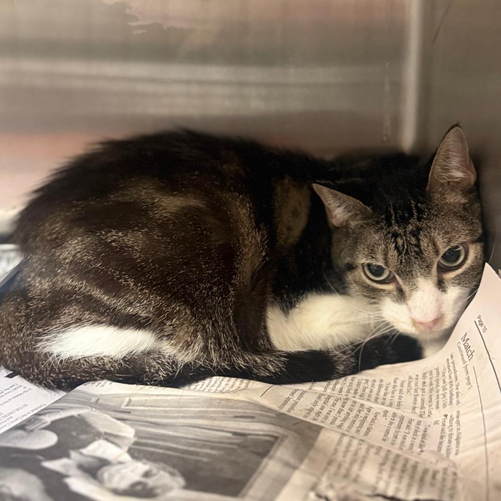 Enlarge Cooper, a Adoptable Domestic Short Hair in Pauls Valley, OK image 2/2