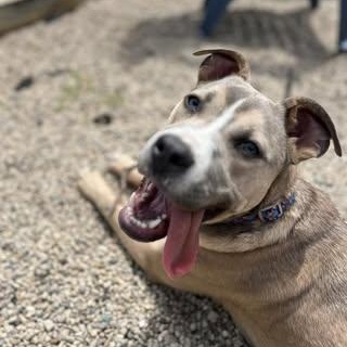 Enlarge Roman, a Adoptable mixed breed in Watertown, WI image 1/5