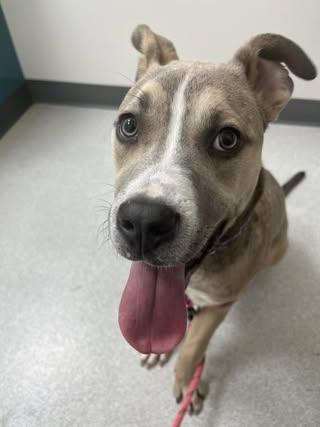 Enlarge Roman, a Adoptable mixed breed in Watertown, WI image 2/5